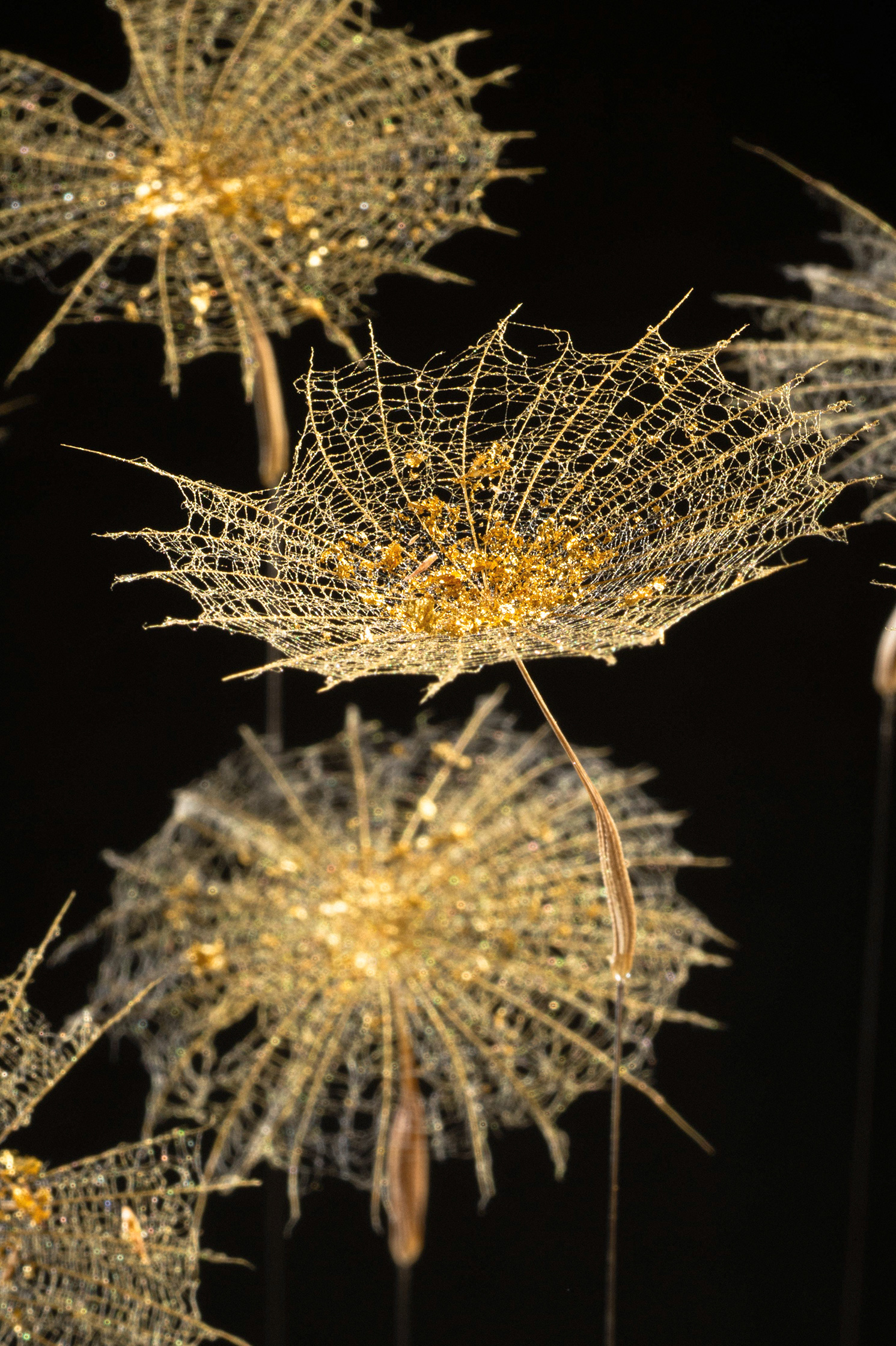 Sophie Blanc – 2/14