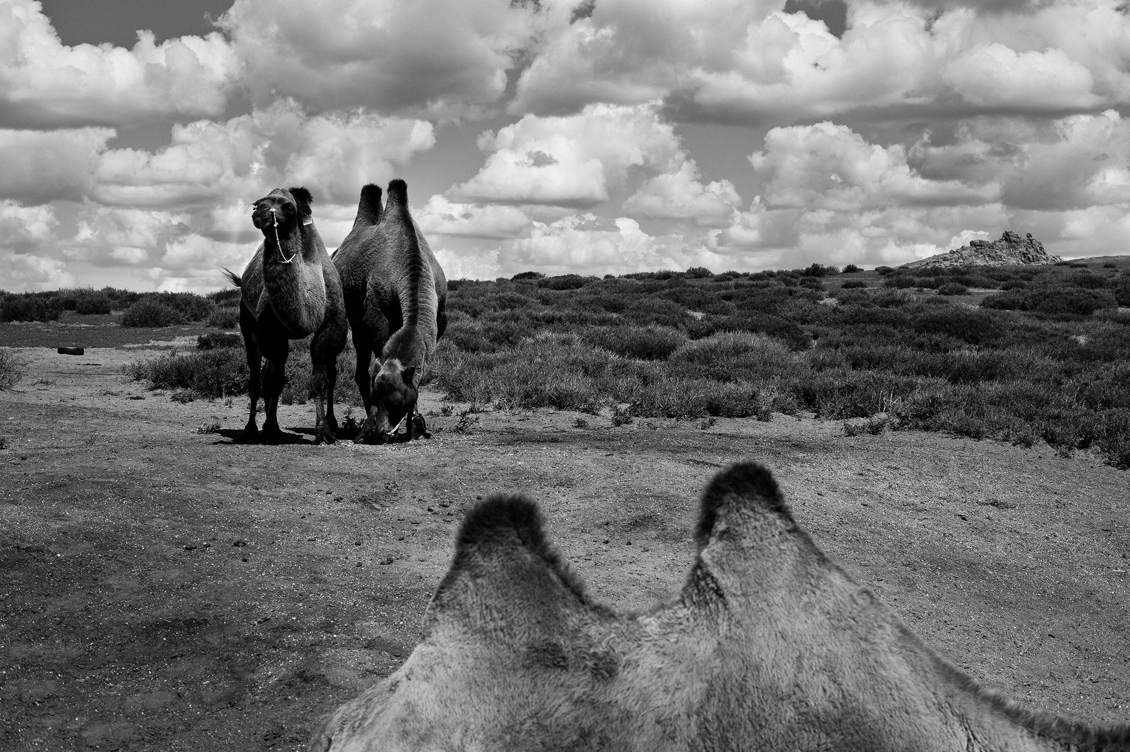 1.7 Mongolia – 2/13